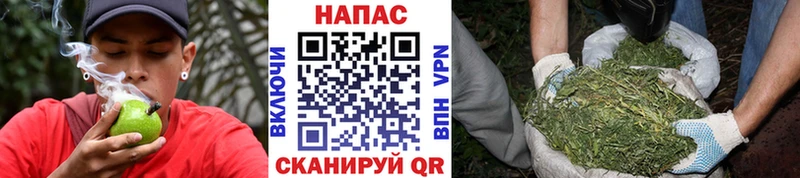 Канабис сатива  Фокино 